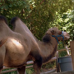 Bactrian Camel