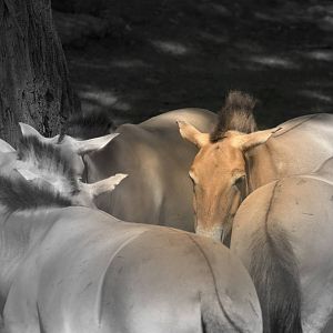 Mongolian wild horse