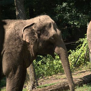 Asian Elephant
