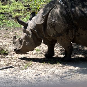 Indian Rhino