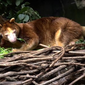 Matschies Tree Kangaroo