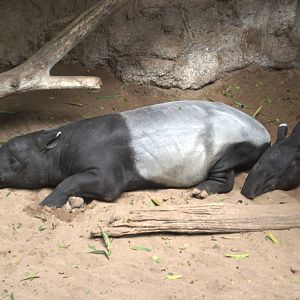 Malayan Tapir