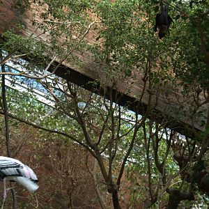 Painted Stork and Flying Fox