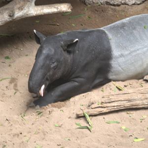 Malayan Tapir