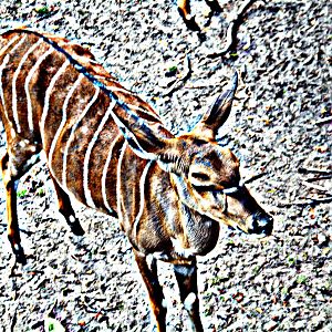 Nyala