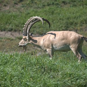 Nubian Ibex