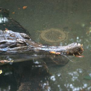 False Gharial