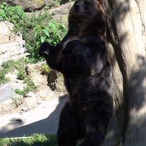 Grizzly Bear