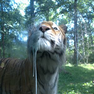 Siberian Tiger