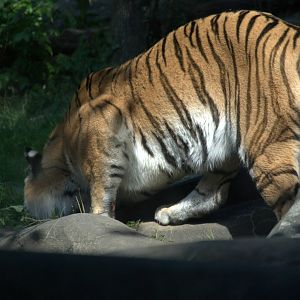 Siberian Tiger