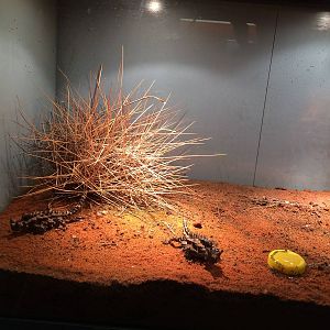 Thorny Devil Exhibit