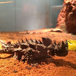 Thorny Devil