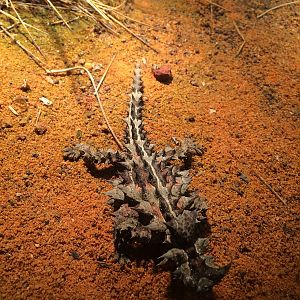 Thorny Devil
