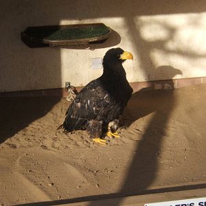 Stellar`s Sea Eagle