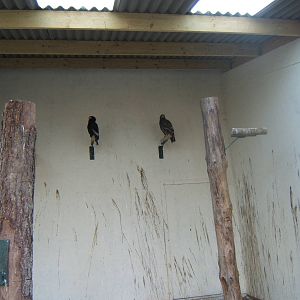 Bateleur and Steppe Eagle