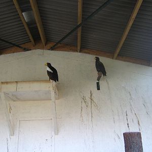 Stellar`s Sea Eagle`s