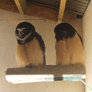 Spectacled Owl
