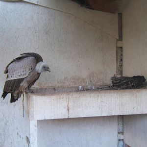 Eurasian Griffon Vulture