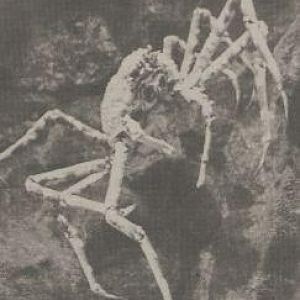 Japanese giant spider crab