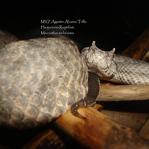 Mixcoatlus melanurus