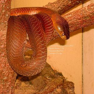 red spitting cobra (Naja pallida)