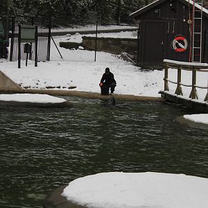 Harbour seals gets feeding
