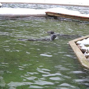 Harbour seals