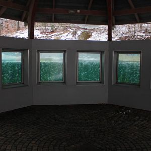 Harbour seals exhibit - underwater view