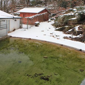Humboldt penguins exhibit