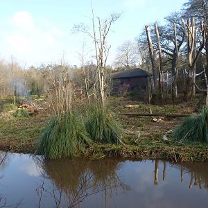 Large Orangutan Island, February 2015 #1