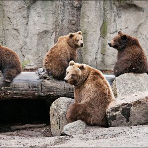 Bears at Hamburg