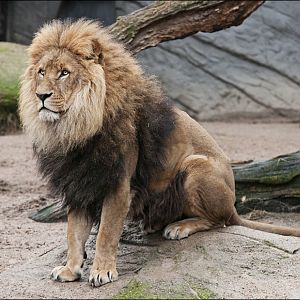 Lion at Hamburg