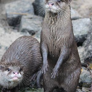 Small-clawed otters