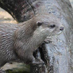 Small-clawed otter