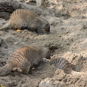 Banded mongooses