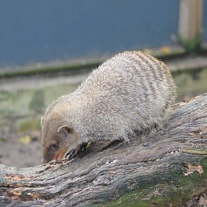 Banded mongoose