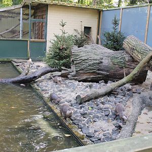 Enclosure Small-clawed otters
