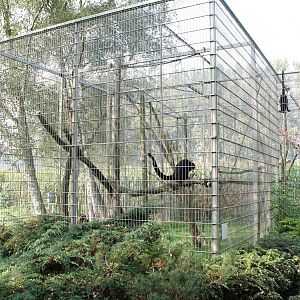 Enclosure Spider monkeys