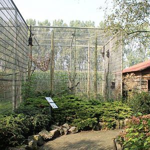 Enclosure Spider monkeys