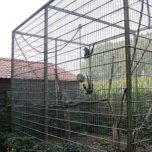 Enclosure Spider monkeys