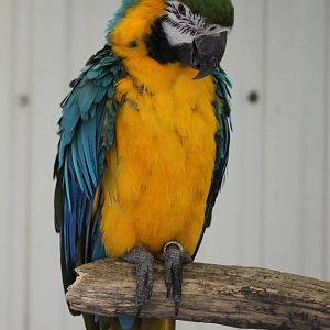 Blue and gold macaw
