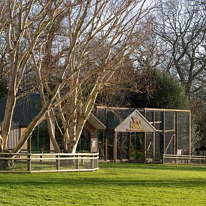 Fossa / fosa (exhibit) : Africa Alive! : 02 Jan 2015