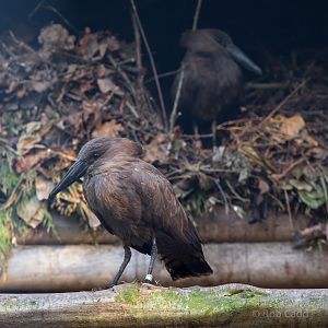 Hamerkop : Africa Alive! : 02 Jan 2015