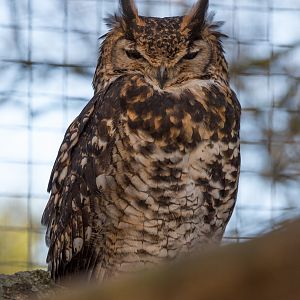 Kenyan eagle owl : Africa Alive! : 02 Jan 2015