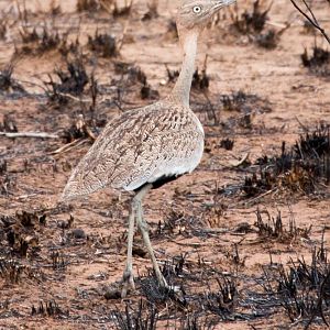Buff-crested Bustard