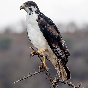 Augur Buzzard