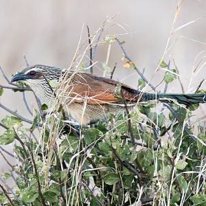 White-browed Coucal