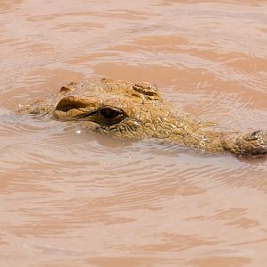 Nile Crocodile