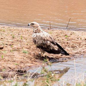 Tawny Eagle