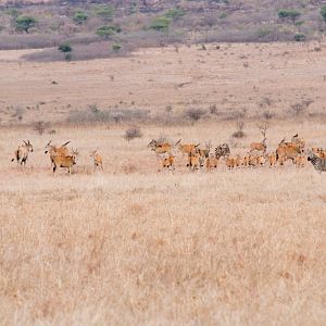 Eland